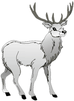 Maral